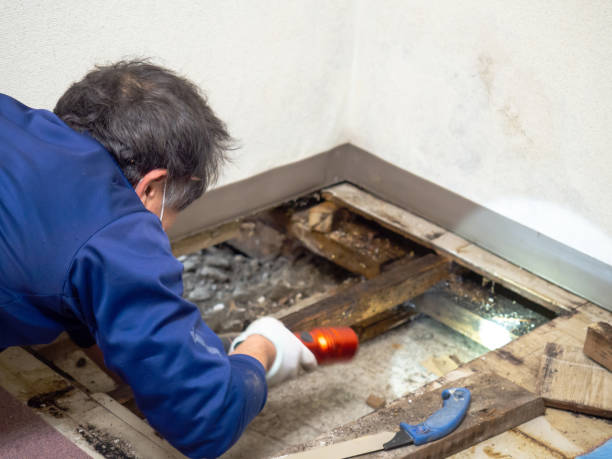 Best Mold Remediation for Schools in Rosendale, WI