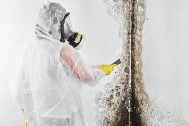 Best Bathroom Mold Remediation in Rosendale, WI
