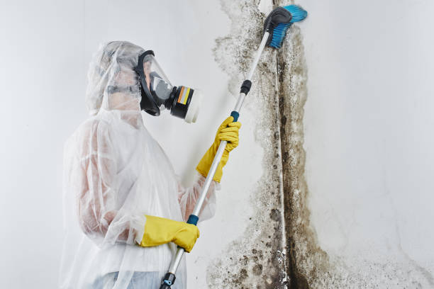 Trusted Rosendale, WI Mold Remediation Experts