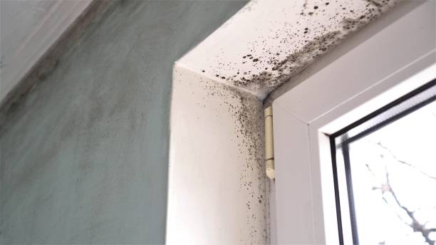 Best Post-Flood Mold Remediation in Rosendale, WI