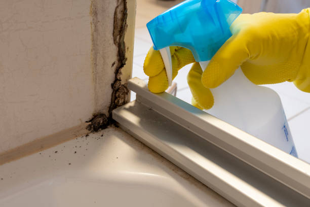 Best Mold Remediation for Specific Building Types in Rosendale, WI