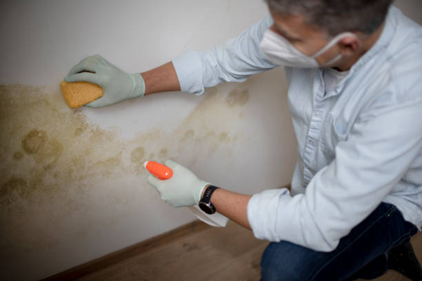 Best Attic Mold Remediation in Rosendale, WI
