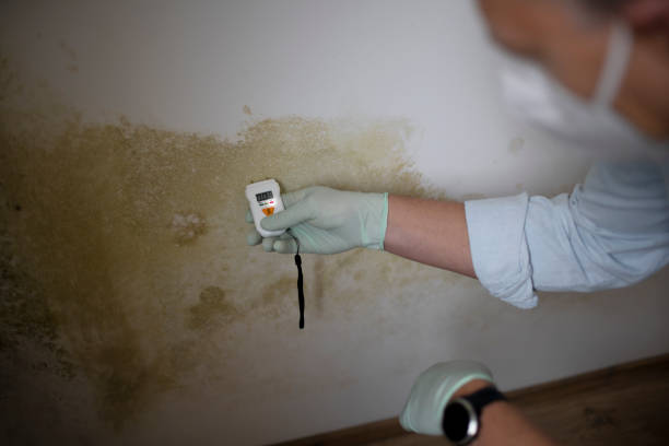 Best Crawl Space Mold Remediation in Rosendale, WI