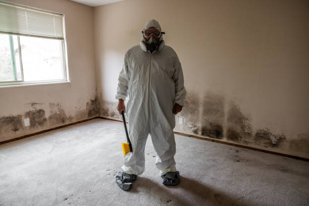 Best Preventive Mold Services in Rosendale, WI