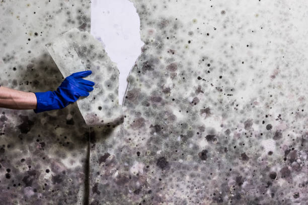 Best Industrial Mold Remediation in Rosendale, WI