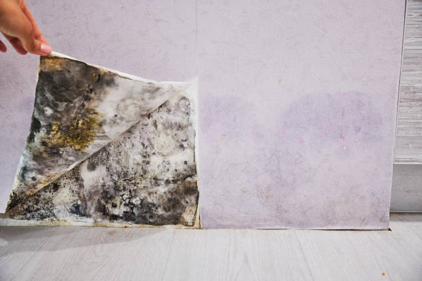 Best Attic Mold Remediation in Rosendale, WI